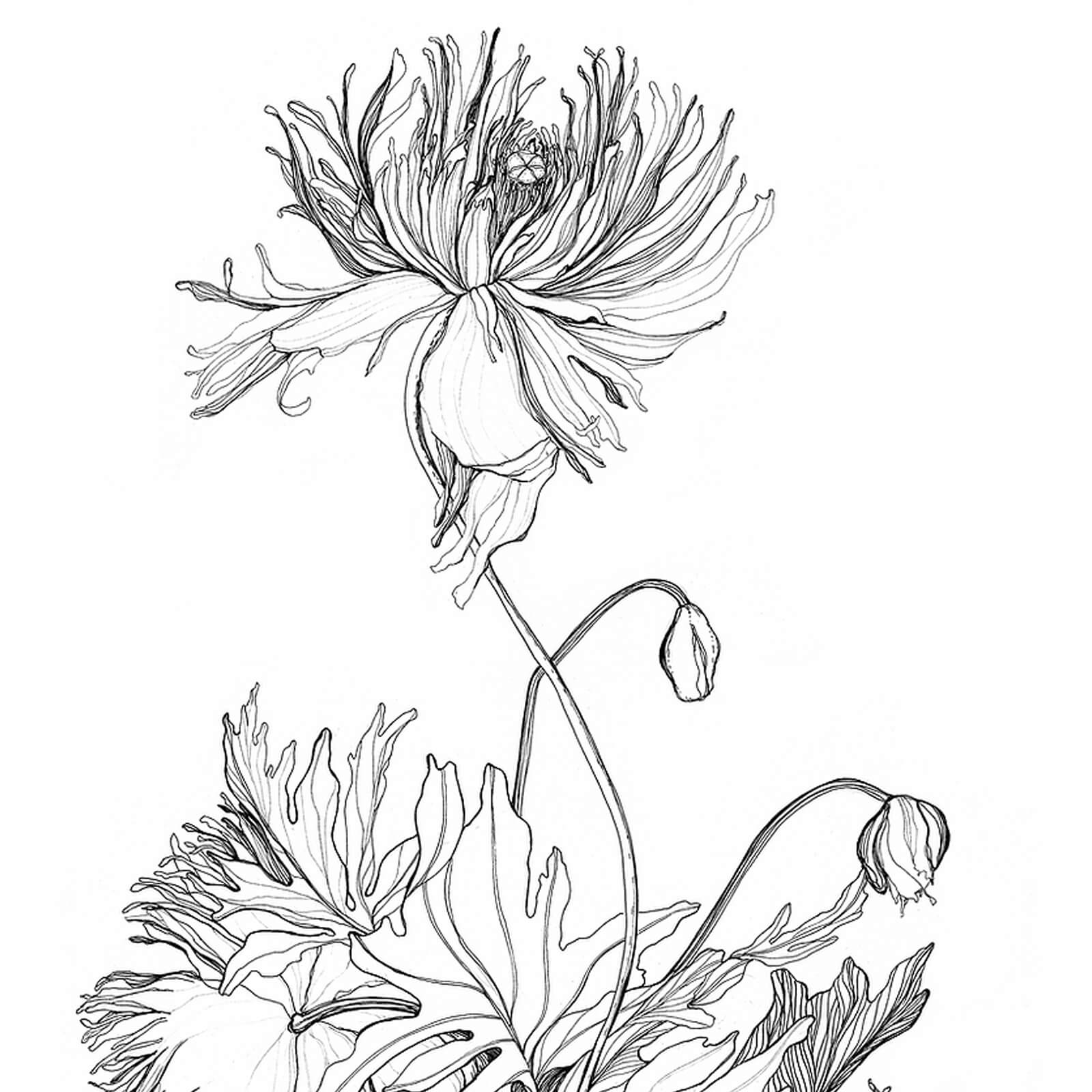 Hand Drawn Botanical Illustration Print - Japanese Poppies - 11x14