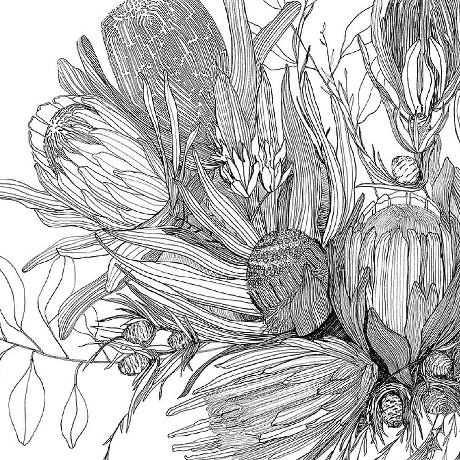 Hand Drawn Botanical Illustration Print - Protea Bouquet - 12x12