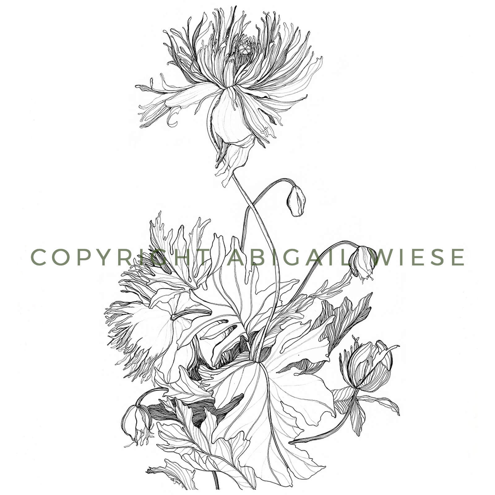 Hand Drawn Botanical Illustration Print - Japanese Poppies - 11x14