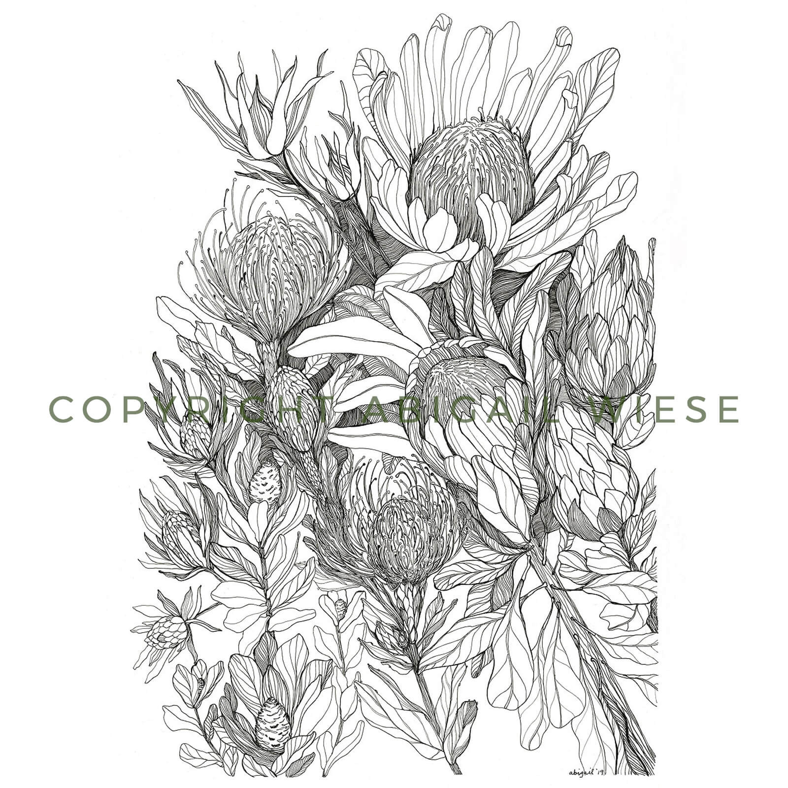 Hand Drawn Botanical Illustration Print - Protea Field - 11x14