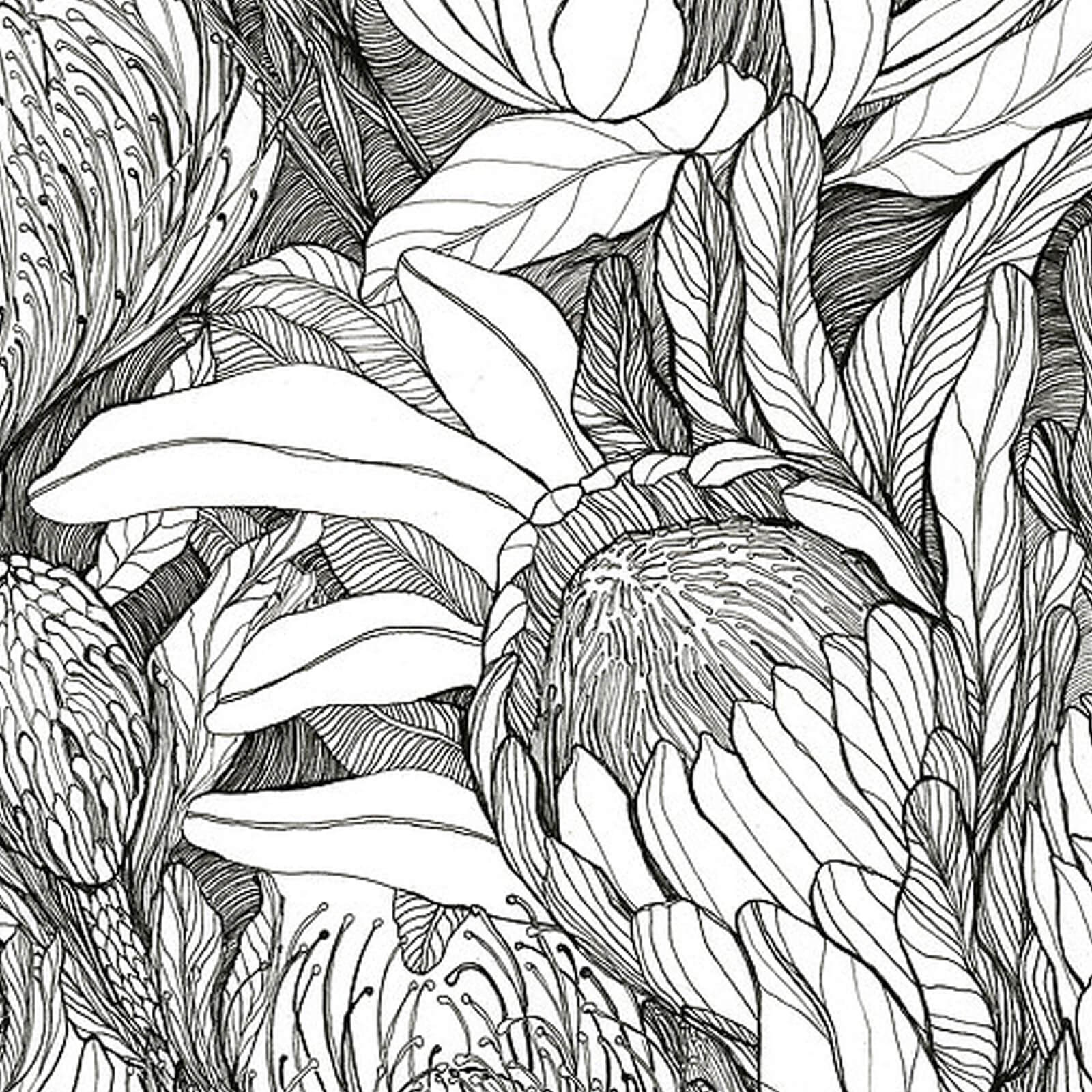 Hand Drawn Botanical Illustration Print - Protea Field - 11x14