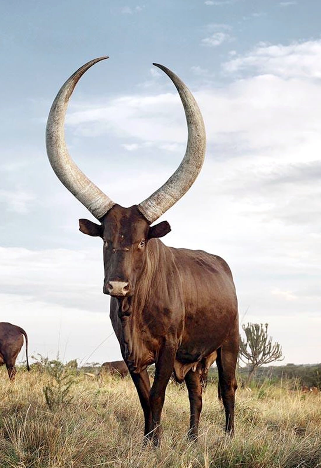 Ankole Cowhorn Coffee Scoop