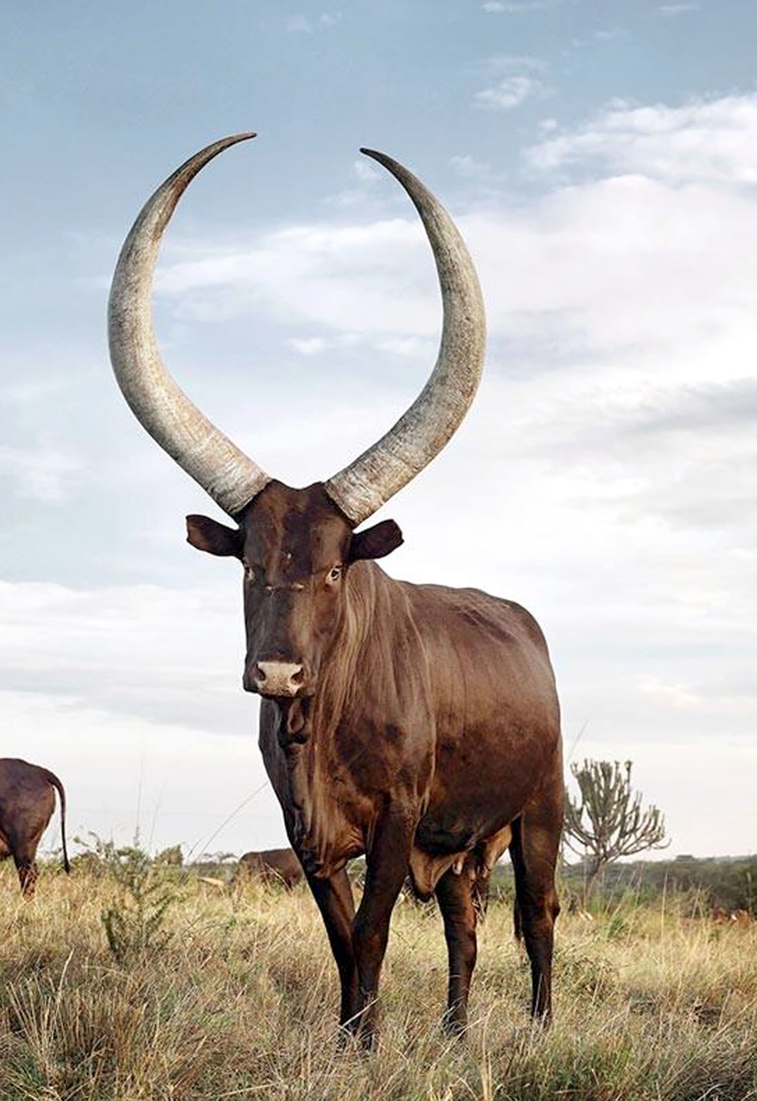 Ugandan Ankole cow with large horns 