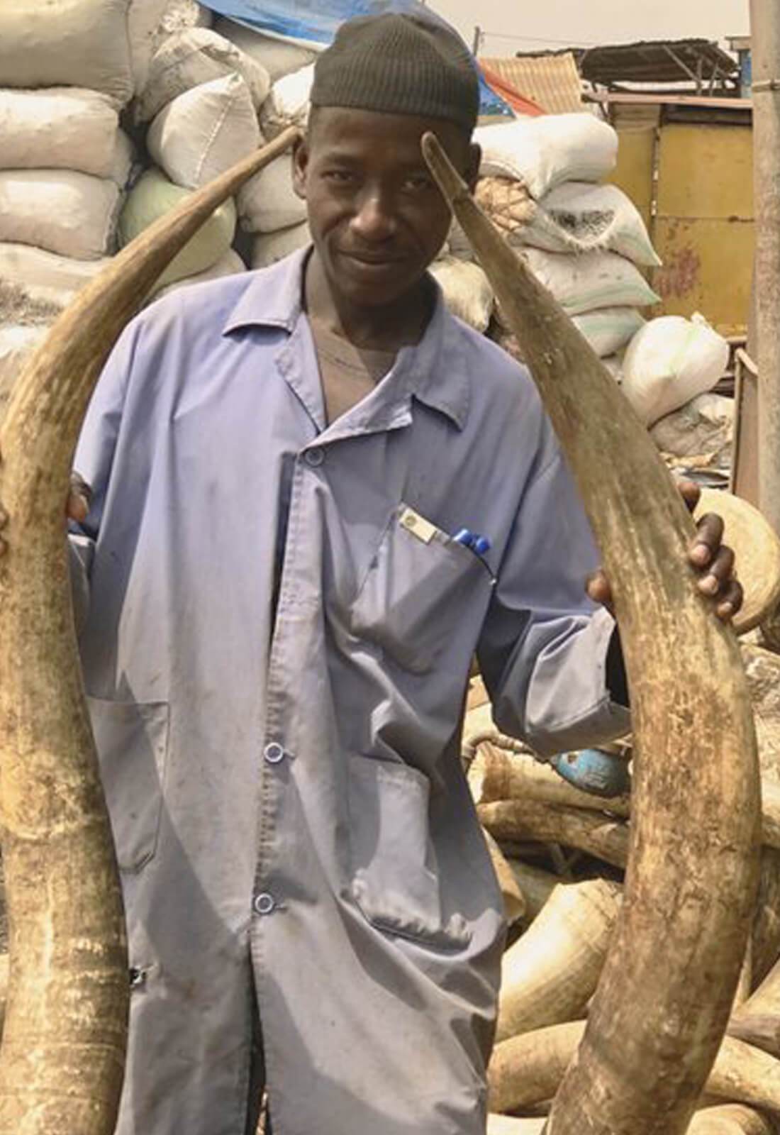 Artisan standing next to two large Ugandan cow horns 